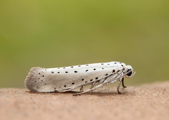 16.005 BF428 Willow Ermine Yponomeuta rorrella