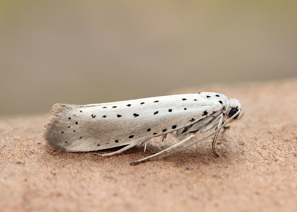 16.005 BF428 Willow Ermine Yponomeuta rorrella
