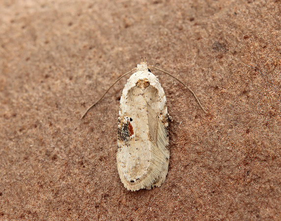 32.031 BF695 Agonopterix alstromeriana