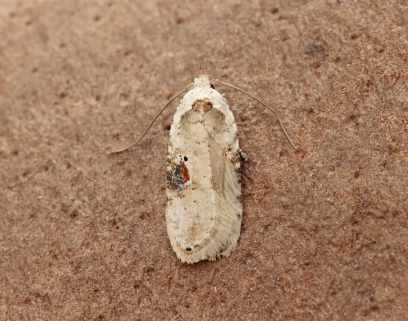 32.031 BF695 Agonopterix alstromeriana