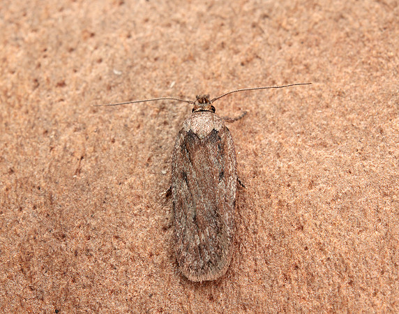 32.042 BF676 Depressaria pulcherrimella