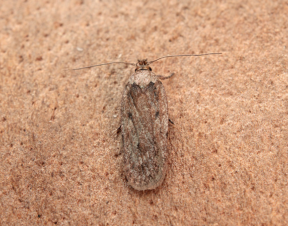 32.042 BF676 Depressaria pulcherrimella