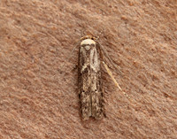 32.042 BF676 Depressaria pulcherrimella