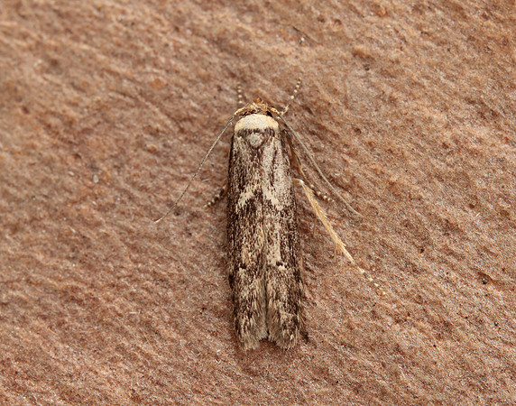 32.042 BF676 Depressaria pulcherrimella