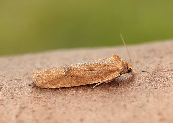 49.057 BF1016 Cnephasia longana