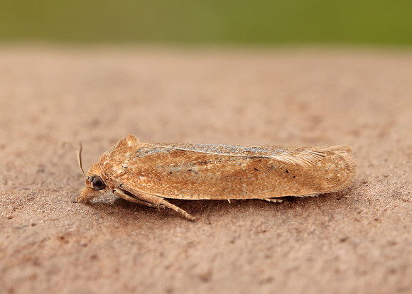 49.057 BF1016 Cnephasia longana