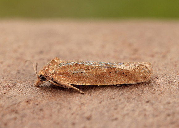 49.057 BF1016 Cnephasia longana