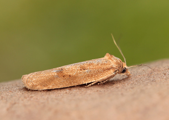 49.057 BF1016 Cnephasia longana