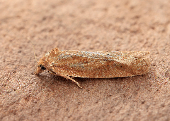 49.057 BF1016 Cnephasia longana