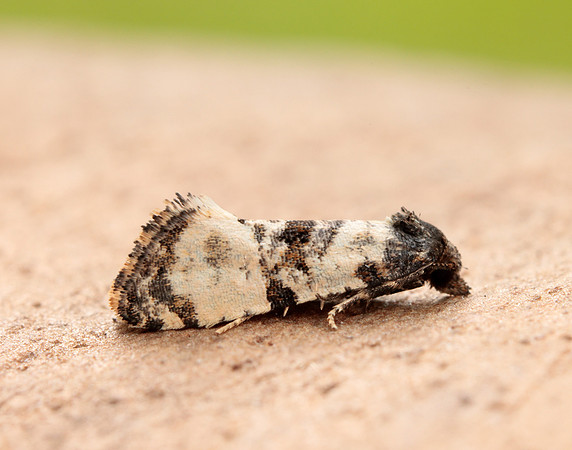 49.139 BF966 Cochylis atricapitana