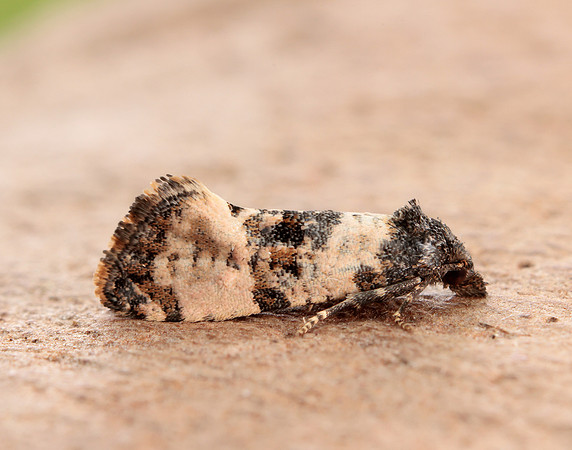 49.139 BF966 Cochylis atricapitana