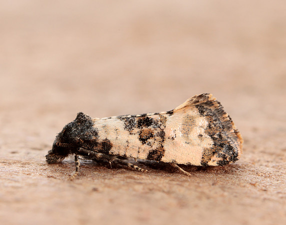 49.139 BF966 Cochylis atricapitana