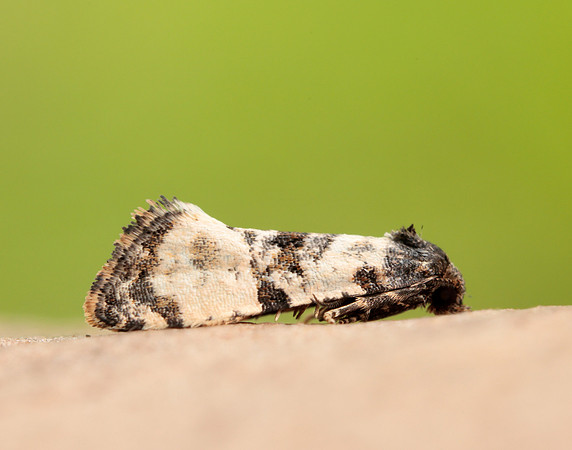 49.139 BF966 Cochylis atricapitana