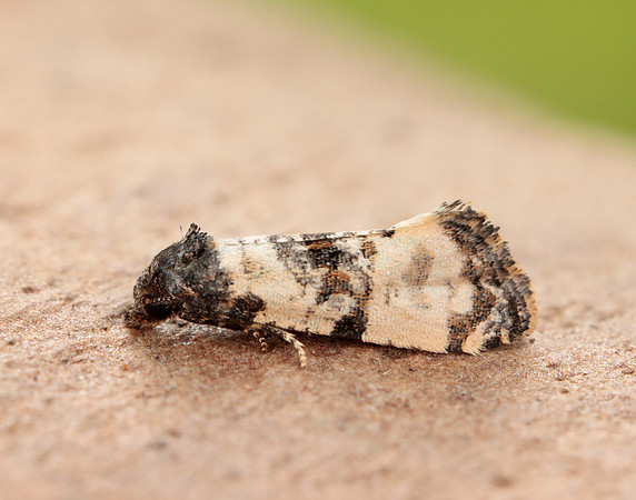 49.139 BF966 Cochylis atricapitana