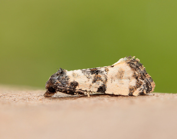 49.139 BF966 Cochylis atricapitana