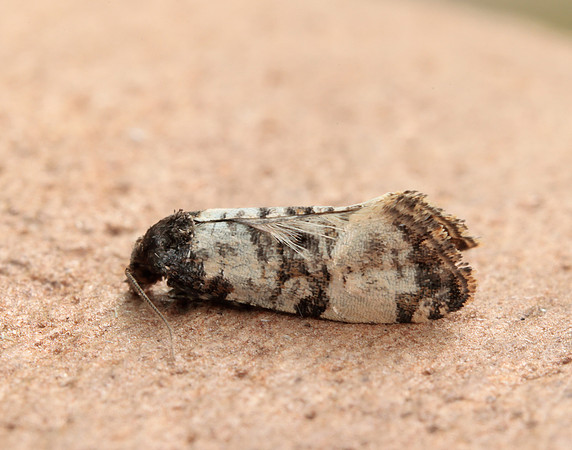 49.139 BF966 Cochylis atricapitana