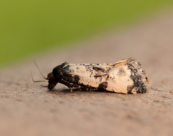 49.139 BF966 Cochylis atricapitana