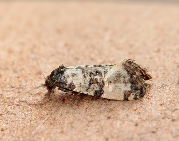 49.139 BF966 Cochylis atricapitana
