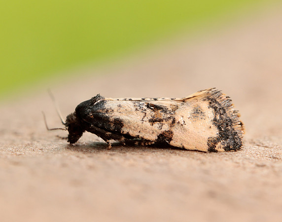 49.139 BF966 Cochylis atricapitana