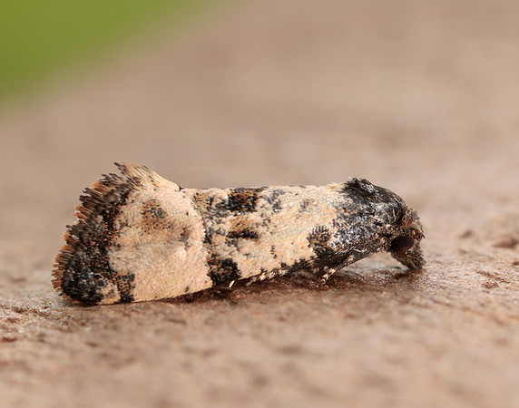 49.139 BF966 Cochylis atricapitana