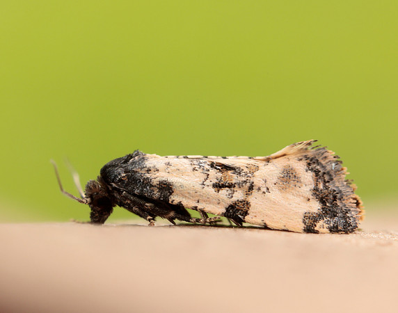 49.139 BF966 Cochylis atricapitana