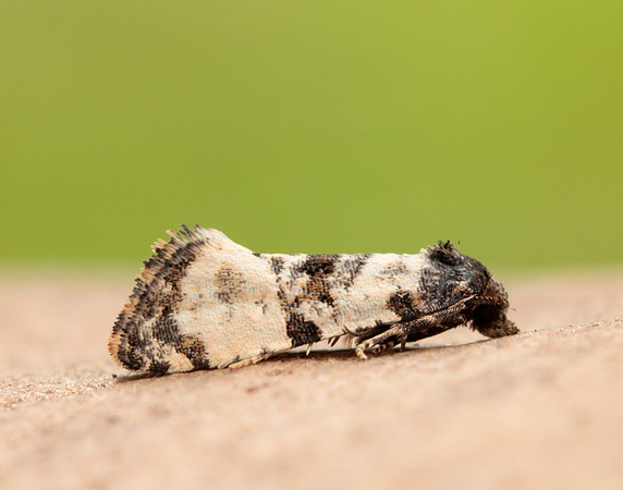 49.139 BF966 Cochylis atricapitana