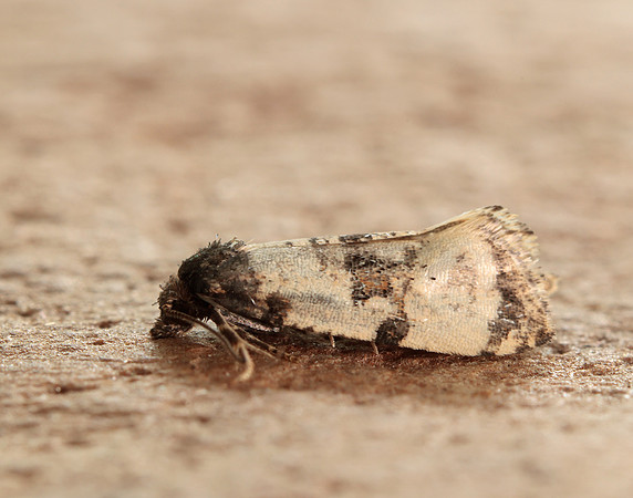 49.139 BF966 Cochylis atricapitana