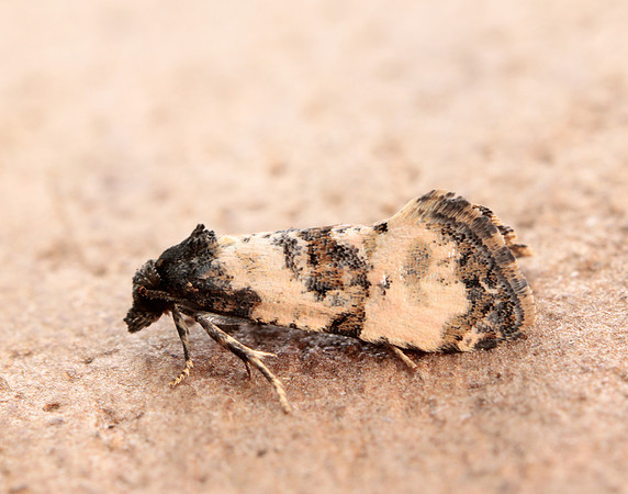 49.139 BF966 Cochylis atricapitana