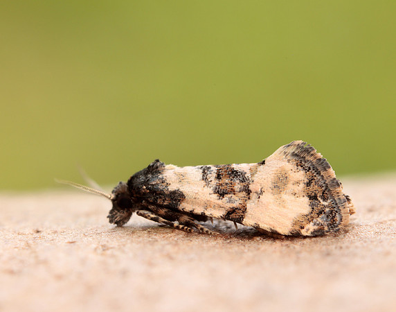49.139 BF966 Cochylis atricapitana