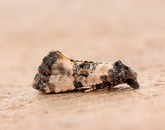 49.139 BF966 Cochylis atricapitana