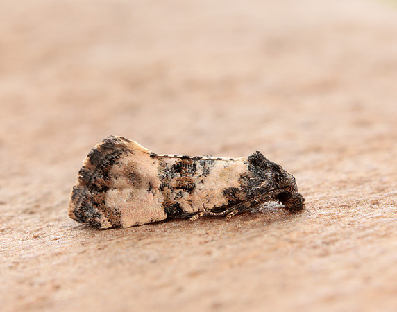49.139 BF966 Cochylis atricapitana