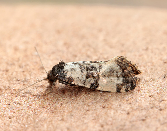 49.139 BF966 Cochylis atricapitana