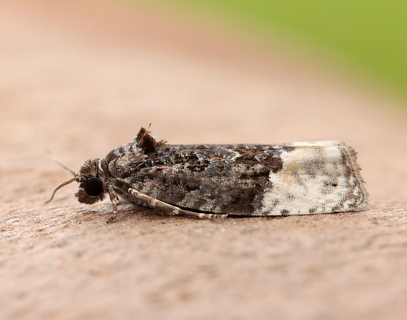49.150 BF1093 Apotomis betuletana