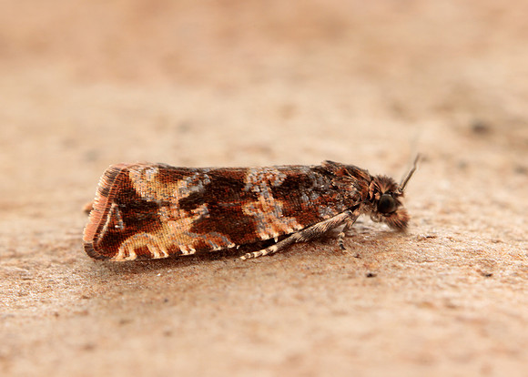 49.164 BF1067 Celypha cespitana