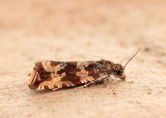 49.164 BF1067 Celypha cespitana
