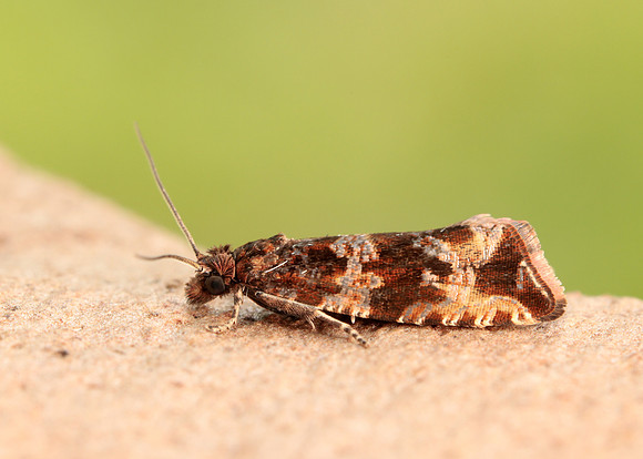 49.164 BF1067 Celypha cespitana