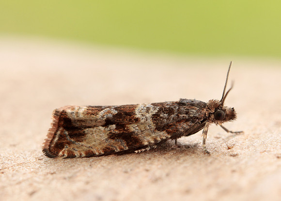 49.164 BF1067 Celypha cespitana