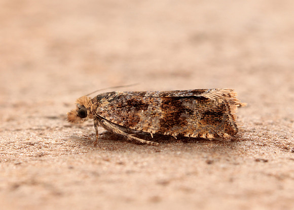49.164 BF1067 Celypha cespitana