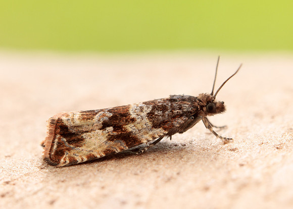 49.164 BF1067 Celypha cespitana