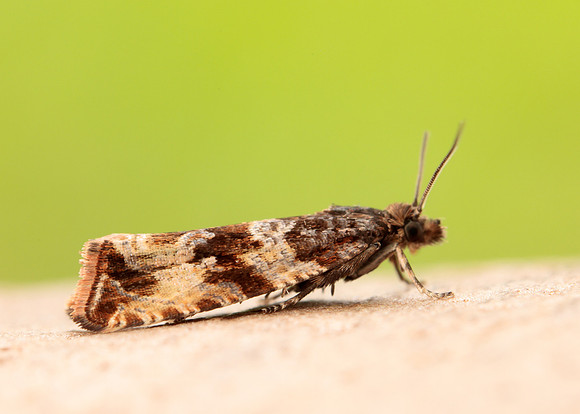 49.164 BF1067 Celypha cespitana