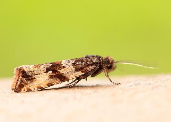 49.164 BF1067 Celypha cespitana