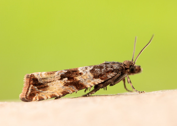 49.164 BF1067 Celypha cespitana
