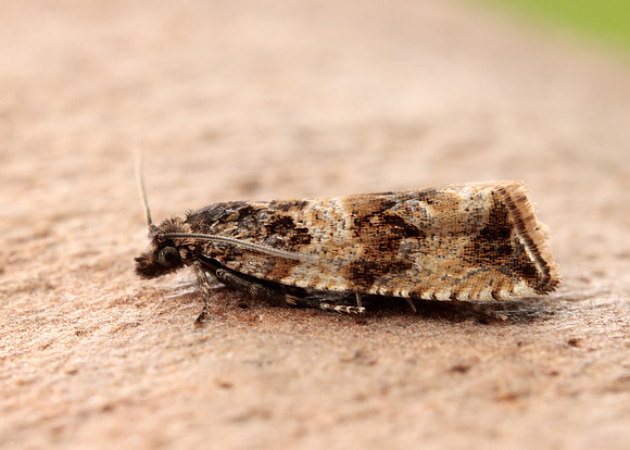 49.164 BF1067 Celypha cespitana