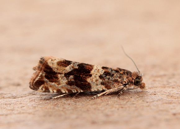 49.164 BF1067 Celypha cespitana