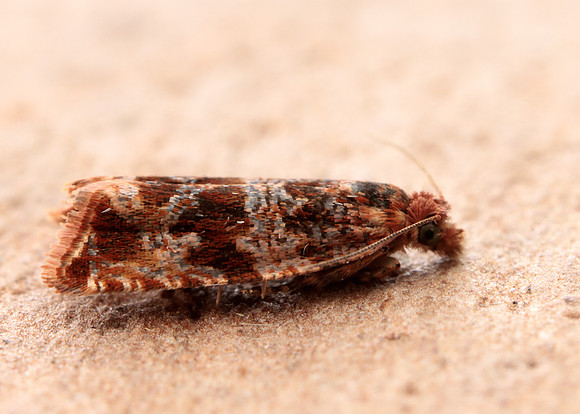 49.164 BF1067 Celypha cespitana