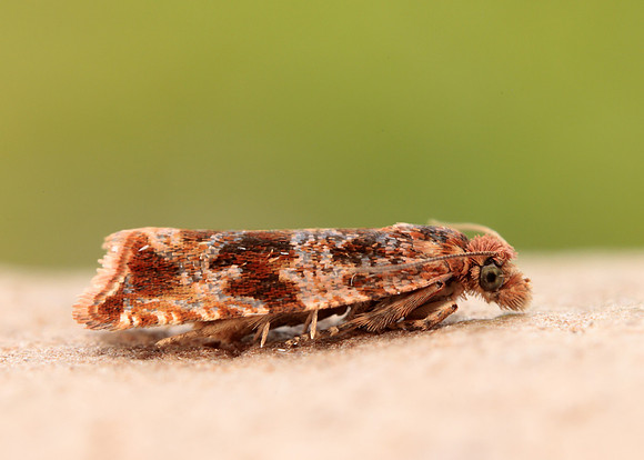 49.164 BF1067 Celypha cespitana