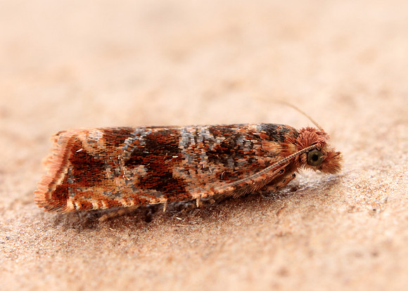 49.164 BF1067 Celypha cespitana