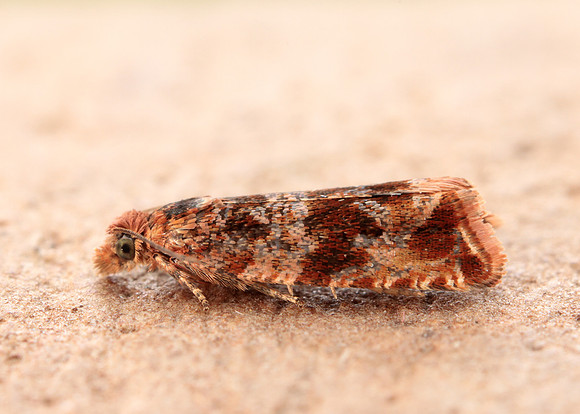 49.164 BF1067 Celypha cespitana