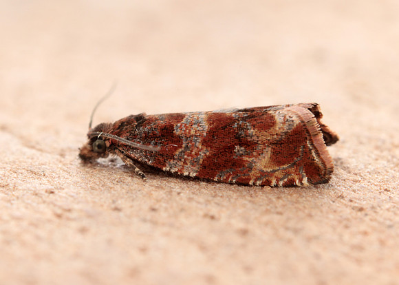 49.164 BF1067 Celypha cespitana