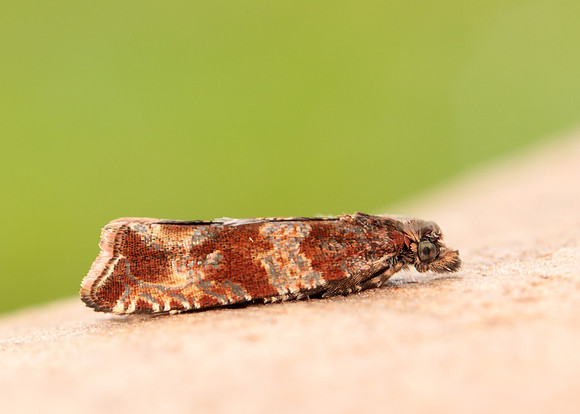 49.164 BF1067 Celypha cespitana